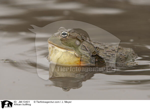Afrikanischer Ochsenfrosch / African bullfrog / JM-13401