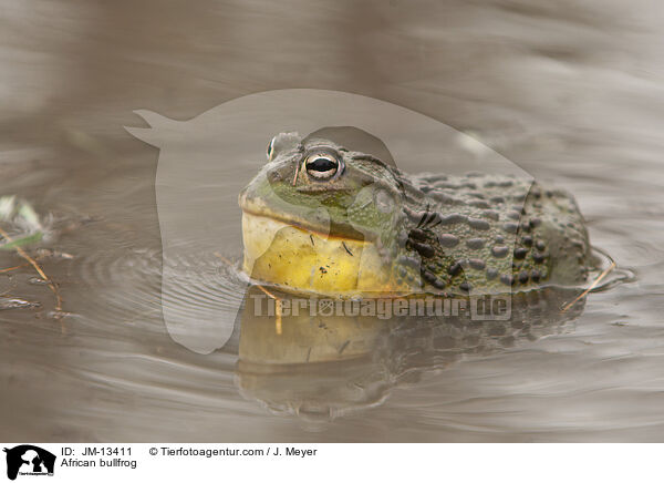 Afrikanischer Ochsenfrosch / African bullfrog / JM-13411