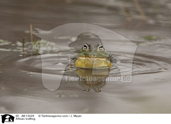 Afrikanischer Ochsenfrosch / African bullfrog / JM-13429