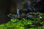 Borneo splash frogs