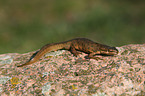 common newt