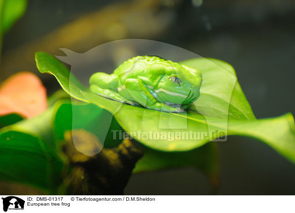 European tree frog / DMS-01317