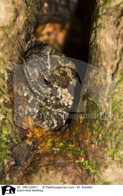 foam-nest treefrog / WS-02901