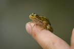 Frog sits on finger