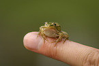 Frog sits on finger