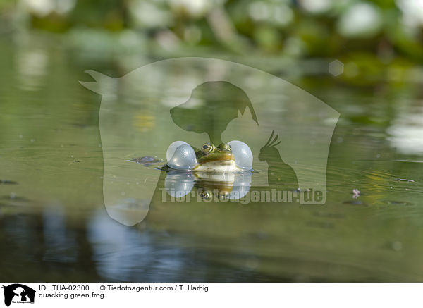 quakender Teichfrosch / quacking green frog / THA-02300