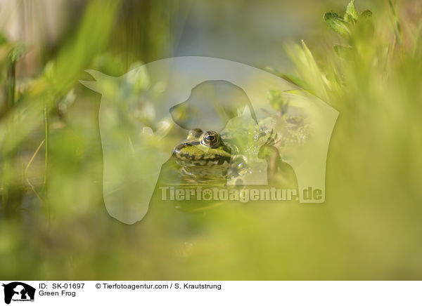 Teichfrosch / Green Frog / SK-01697