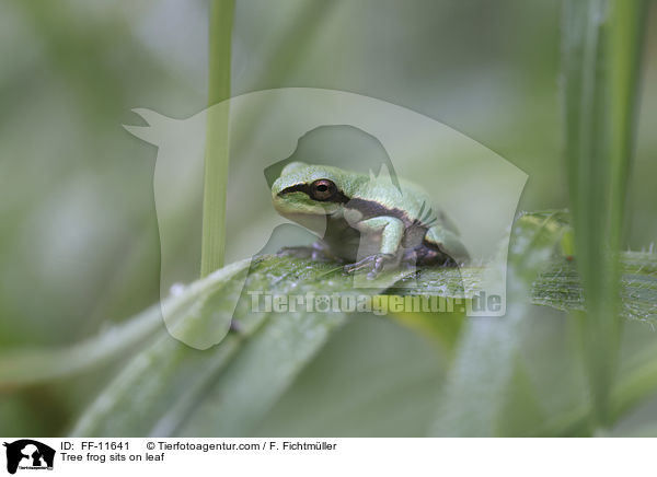 Laubfrosch sitzt auf Blatt / Tree frog sits on leaf / FF-11641