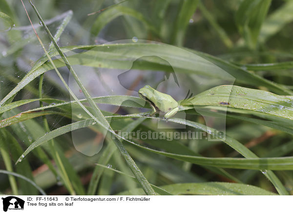 Laubfrosch sitzt auf Blatt / Tree frog sits on leaf / FF-11643