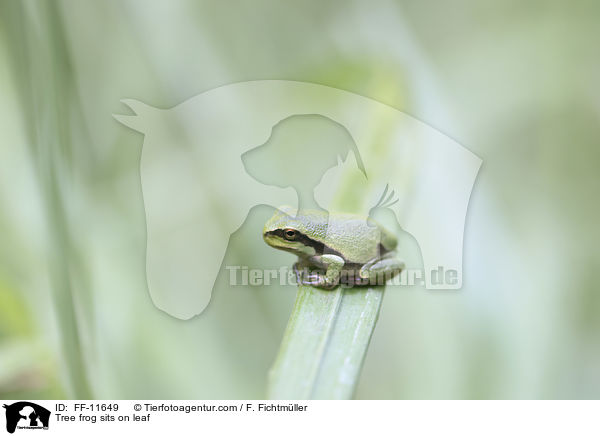 Tree frog sits on leaf / FF-11649
