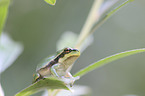 Tree frog sits on leaf