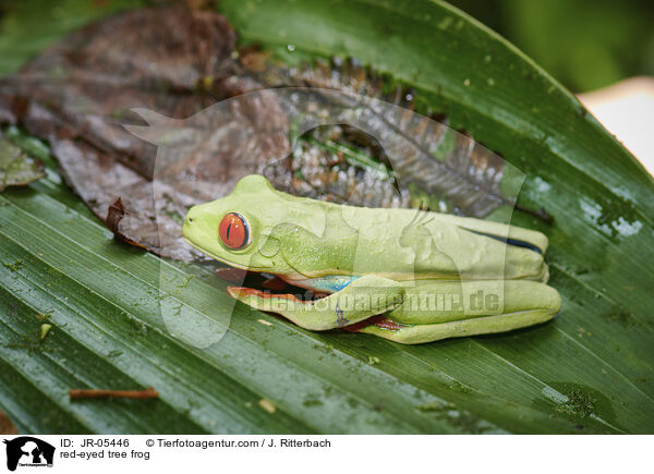 red-eyed tree frog / JR-05446