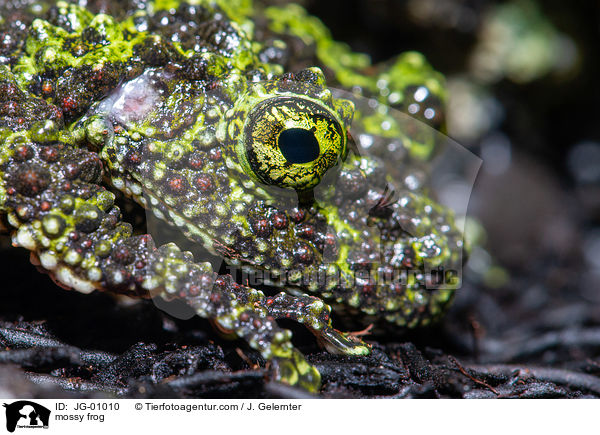 mossy frog / JG-01010