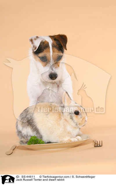 Parson Russell Terrier und Zwergkaninchen / Parson Russell Terrier and dwarf rabbit / SS-44611