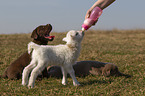 puppies and lamb