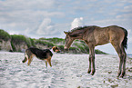 dog and foal