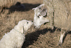 dog and Wallachian sheep