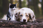 Miniature Australian Shepherd and cat