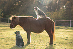 animal friendship
