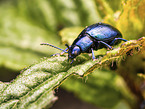 blue mint leaf beetle