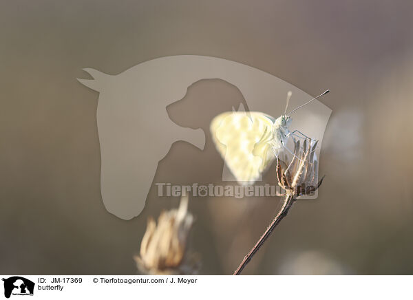 Schmetterling / butterfly / JM-17369