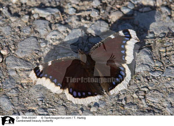 Camberwell beauty butterfly / THA-09387