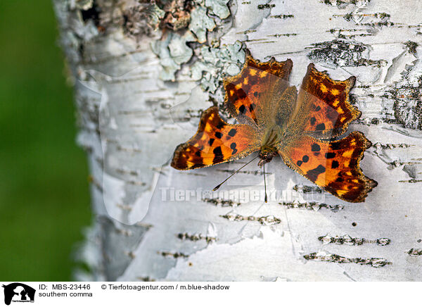 southern comma / MBS-23446