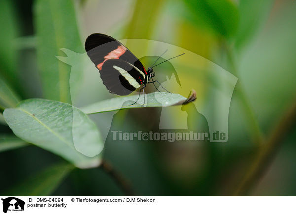 postman butterfly / DMS-04094