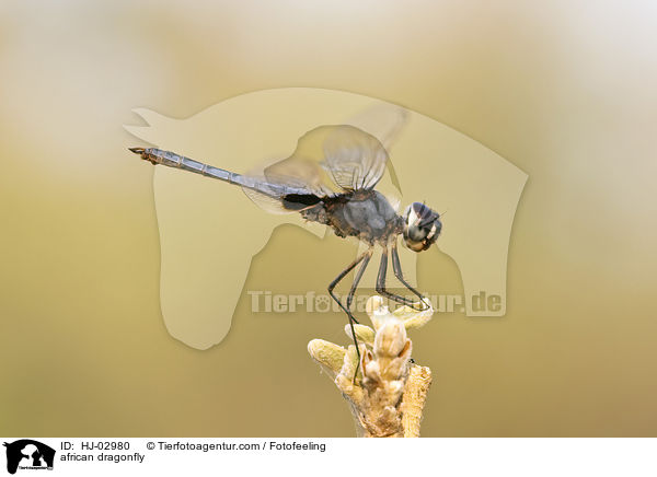 african dragonfly / HJ-02980