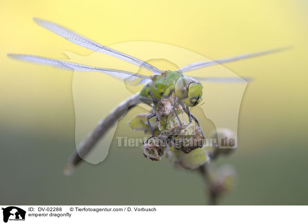 emperor dragonfly / DV-02288