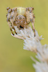 four-spotted cross spider