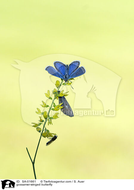 Bluling / gossamer-winged butterfly / SA-01661