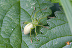 green huntsman spider