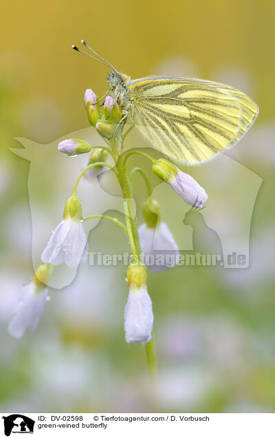 green-veined butterfly / DV-02598