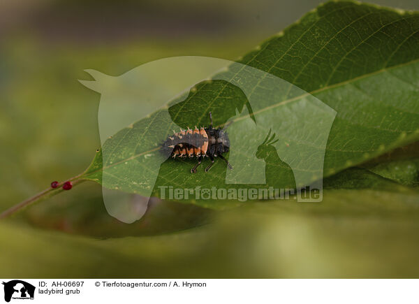 Marienkfer Larve / ladybird grub / AH-06697