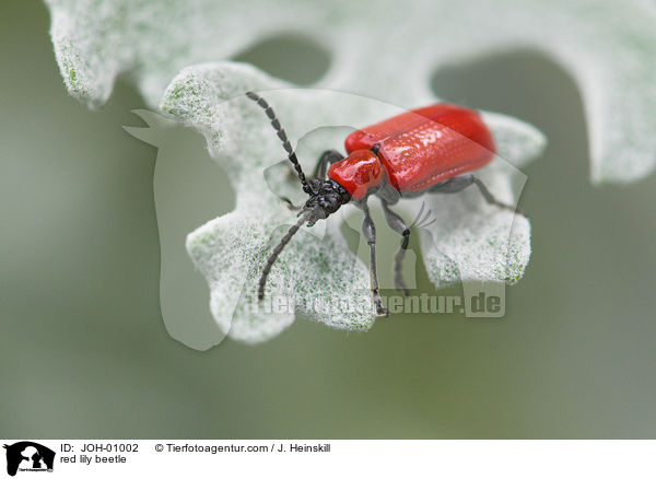 Lilienhhnchen auf Silbereiche / red lily beetle / JOH-01002