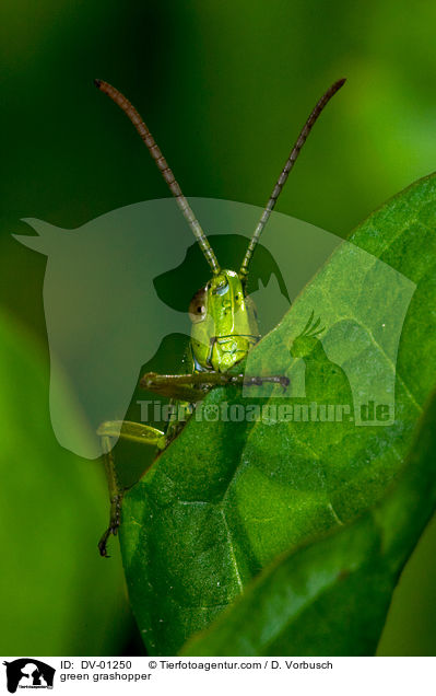 green grashopper / DV-01250