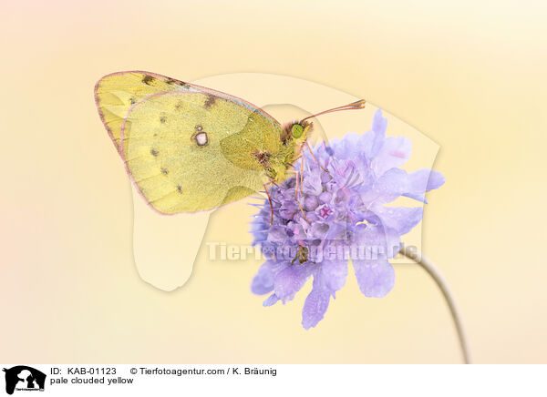 pale clouded yellow / KAB-01123