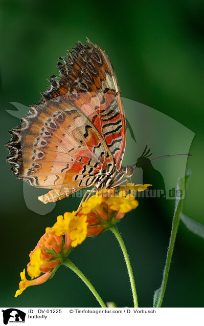 butterfly / DV-01225