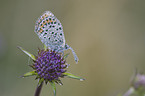 silver-studded blue butterfly