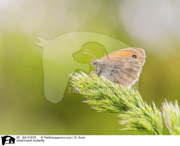 Kleines Wiesenvgelchen / small heath butterfly / SA-01676