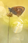 small heath butterfly