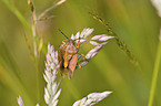 northern bug