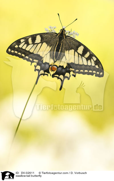 swallow-tail butterfly / DV-02611