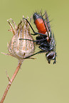 tachinids parasitic fly
