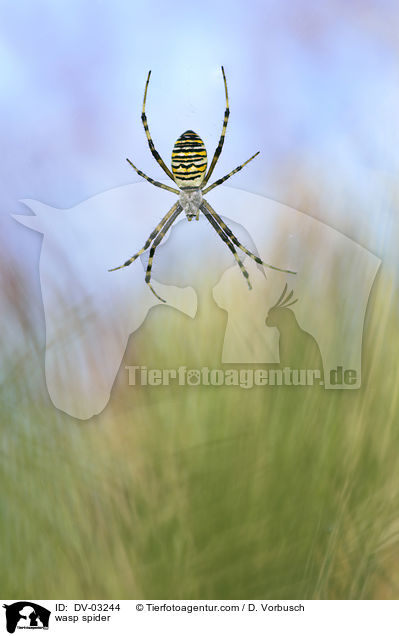 wasp spider / DV-03244