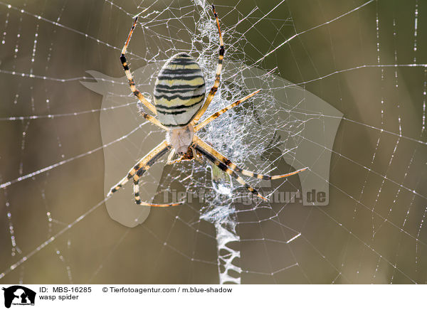 wasp spider / MBS-16285