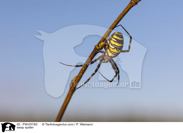 wasp spider / PW-05780