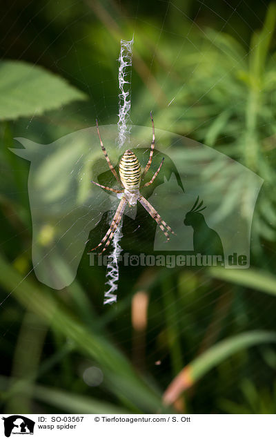 wasp spider / SO-03567