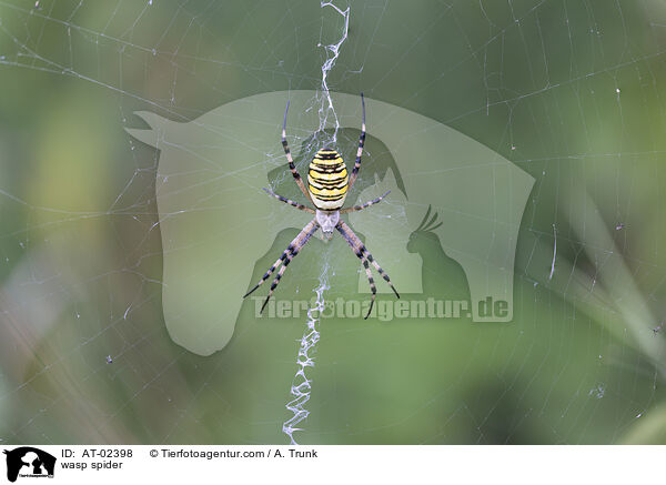 wasp spider / AT-02398